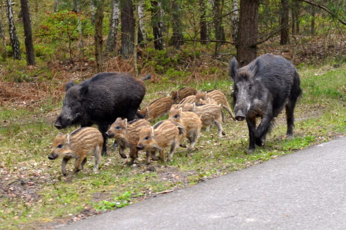 odstrzał dzików, limity odstrzałów dzików, koła łowieckie, ministerstwo środowiska