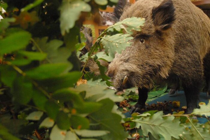 nowelizacja Prawa łowieckiego, nowe Prawo łowieckie, ministerstwo środowiska, myśliwi, polowania