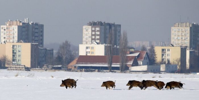 dziki, ASF, bioasekuracja, afrykański pomór świń