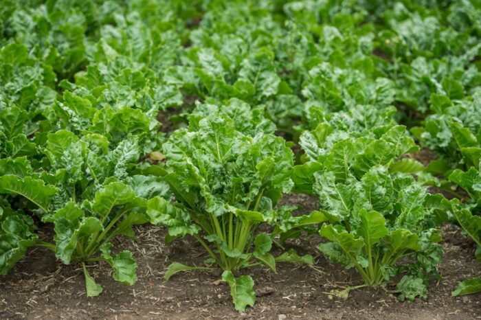 żywność ekologiczna, biożywność, żywność bez pestycydów, Karol Krajewski, ministerstwo rolnictwa