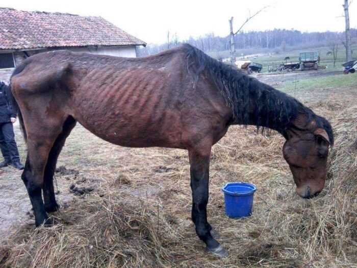 Mieczysław Koch, Stowarzyszenia Energii Odnawialnej, zielona energia