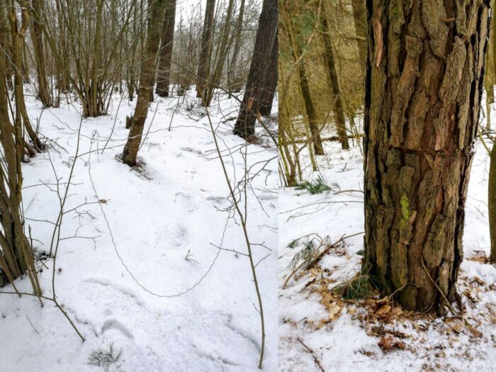 kłusownictwo, wnyki, Straż Leśna, warmińsko-mazurskie