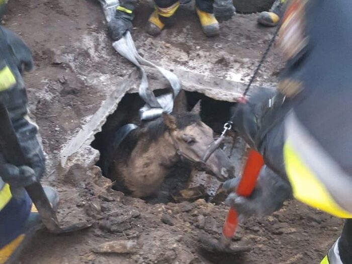 Gdynia Chylonia, zoo w Poznaniu, koń, słonica Linda