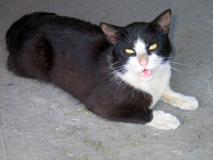 HPAI, H5N1, koty, padnięcia kotów, kot domowy, ptacki, grypa ptaków, dzikie ptaki, wirius grypy ptaków, GIW, GLW