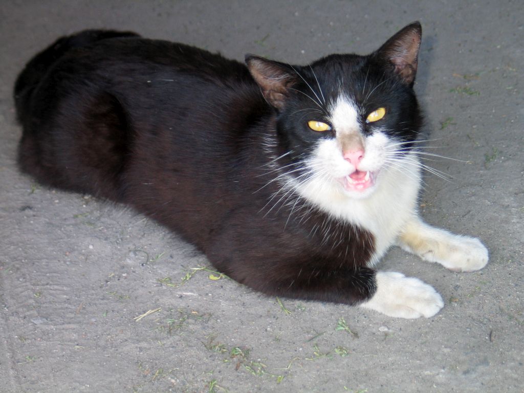 HPAI, H5N1, koty, padnięcia kotów, kot domowy, ptacki, grypa ptaków, dzikie ptaki, wirius grypy ptaków, GIW, GLW