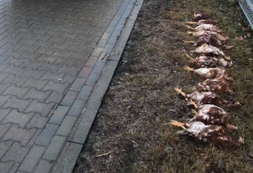 kury_jajka_kurnik_hodowla_kur