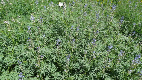 łubin wąskolistny, rośliny