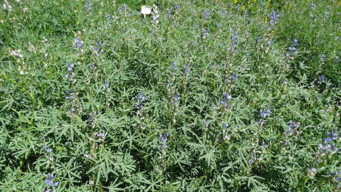 łubin wąskolistny, rośliny