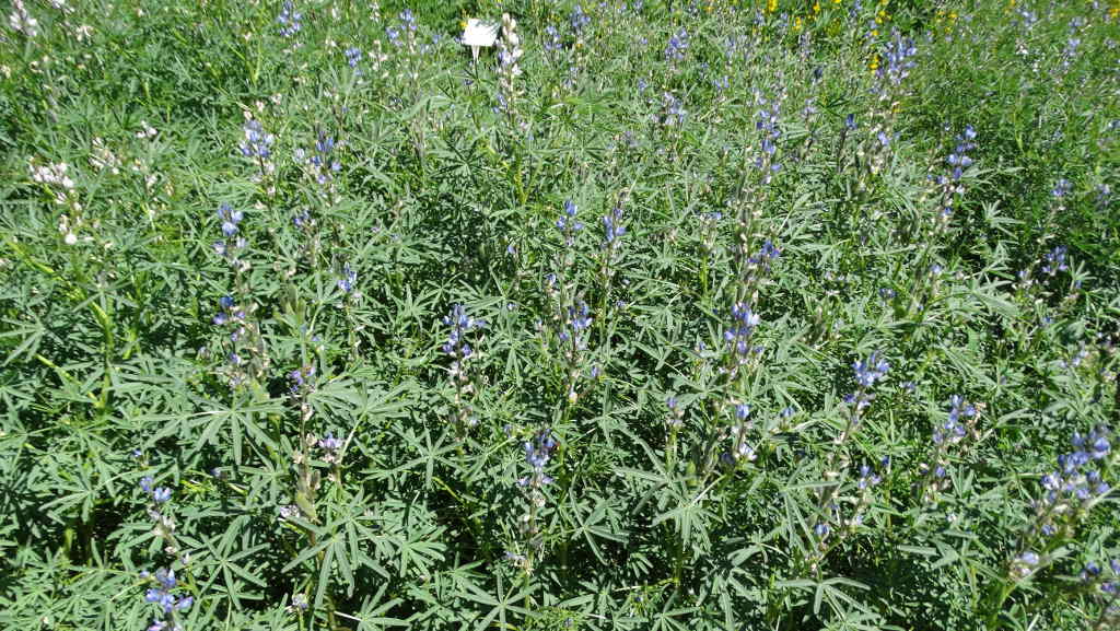 łubin wąskolistny, rośliny