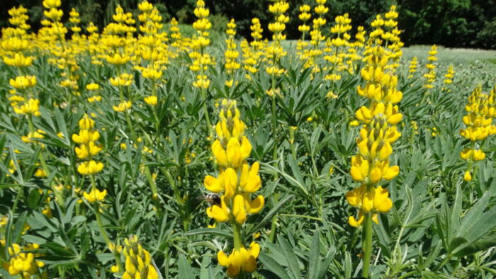 łubin żółty, strąki, roślina