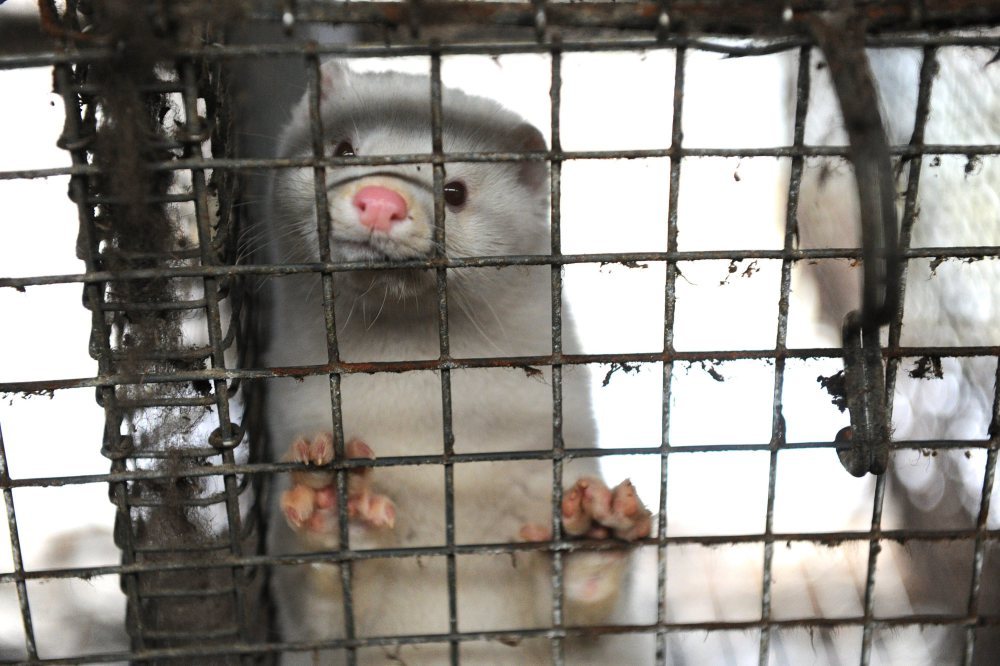 norka, klatka, zwierzę futerkowe