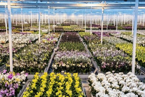 uprawa orchidei, biznes, firma, lubelskie,jmp flowers