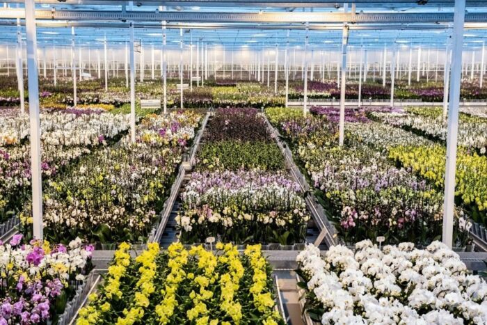 uprawa orchidei, biznes, firma, lubelskie,jmp flowers