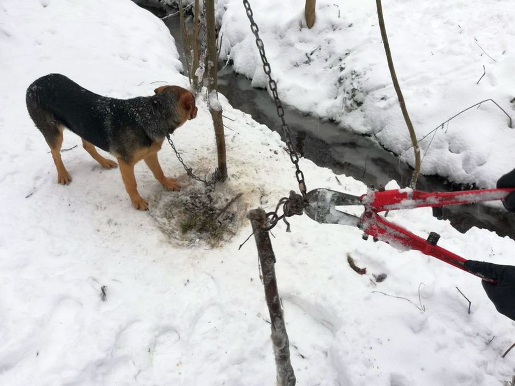 kombornia, podkarpacie, znęcanie się nad zwierzętami, Baranów Sandomierski, borowiec