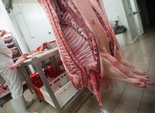 kontrola mięsa, czechy, Miroslav Toman, barbara ćwioro, Ostrowia Mazowiecka