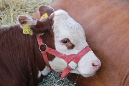 simental, bydło, PFHBiPM, DoKo