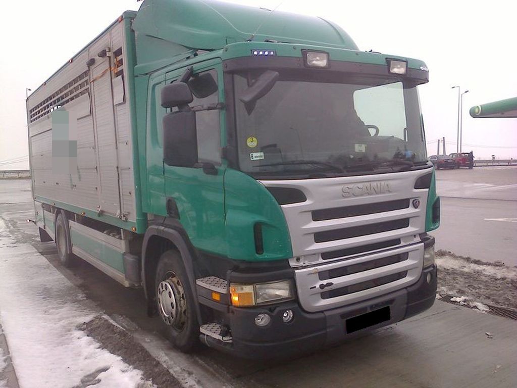 transport żywych zwierząt, bydło, mandat, świętokrzyskie