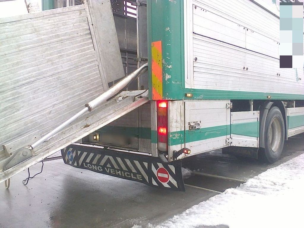 transport żywych zwierząt, bydło, mandat, świętokrzyskie