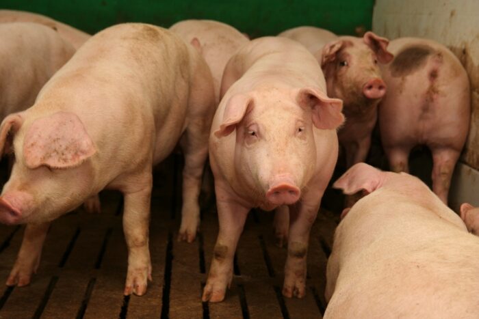 tuczniki, ceny skupu, eksport wieprzowiny, trzoda chlewna