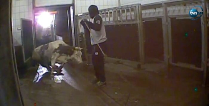 chore krowy przerabiane na kebaby, Superwizjer, bydło, ubojnia, rzeźnia