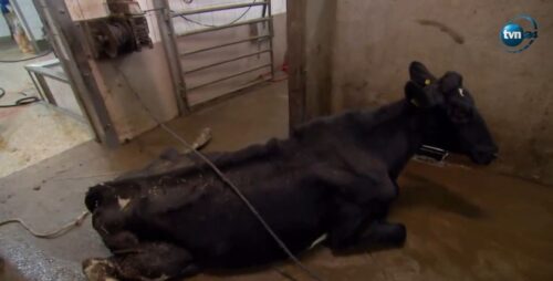 krowy przerabiane na kebaby, Superwizjer, bydło, ubojnia, rzeźnia