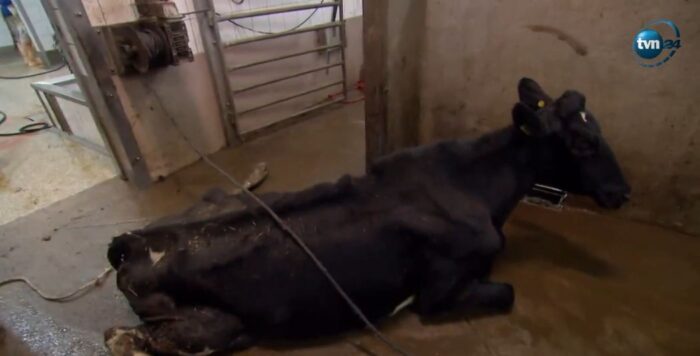 krowy przerabiane na kebaby, Superwizjer, bydło, ubojnia, rzeźnia