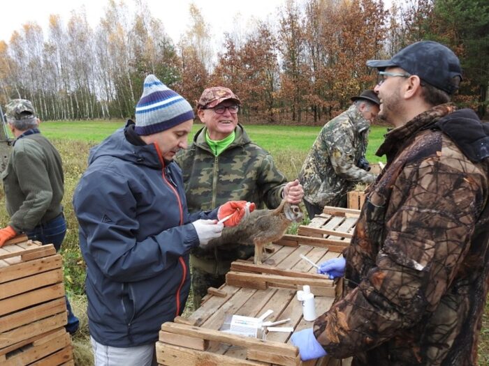 odbudowa populacji zajęcy, lubelszczyzna, Sebastian Trojak