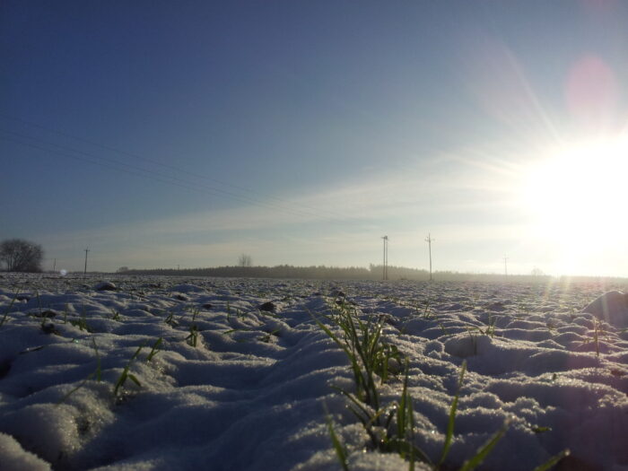 pole, rośliny, śnieg