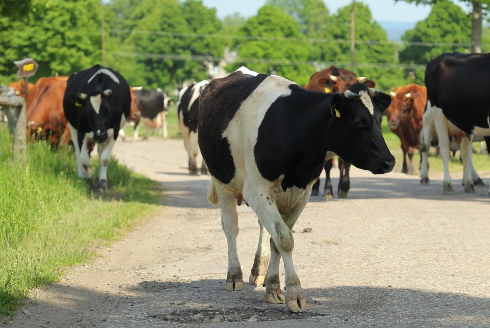 kontrola stad zwierząt, arimr, inspekcja weterynaryjna, nielegalny ubój bydła, ostrów mazowiecka