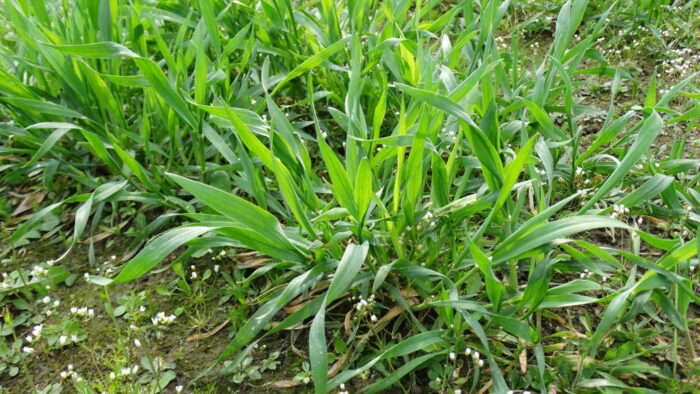 zboża, chwasty dwuliścienne, zachwaszczenie, rośliny