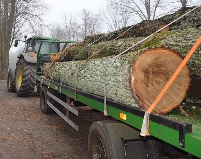 tragedie przy wycince drzew