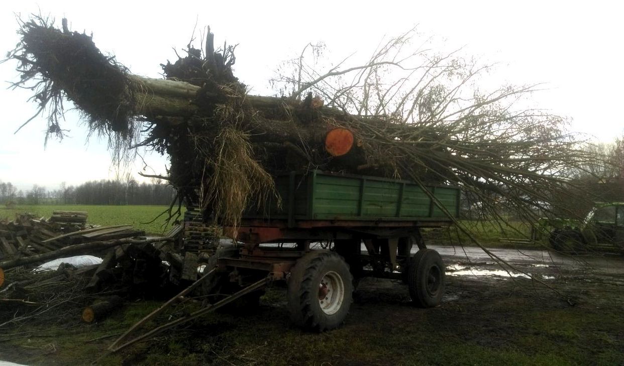 kradzież drzew, gmina Wielichowo, powiat grodziski, prochy, Piotrków Kujawski