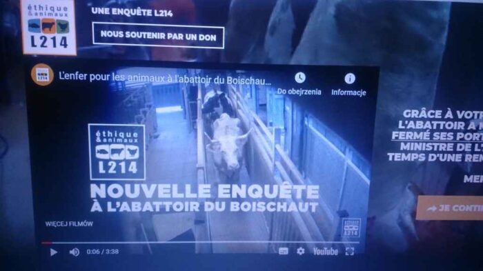 ubój we Francji, bydło, rzeźnia, krowy, nielegalny ubój bydła