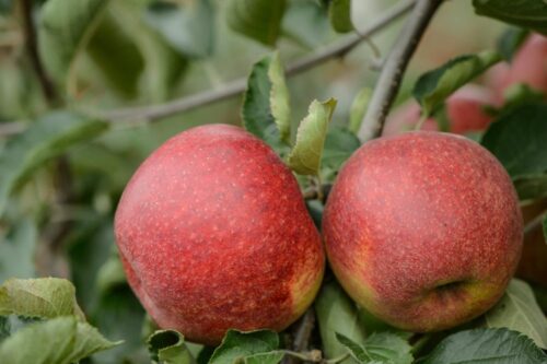 jabłka lubelskie, lubelszczyzna, promocja jabłek, zbigniew chołyk, LubApple