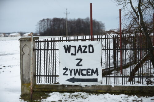 nielegalny ubój bydła, mięso z chorych krów, kontrole w ubojniach, ceny bydła, ceny krów