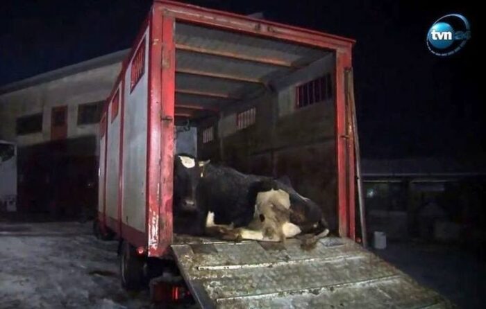 ubojnia bydła w Kalinowie, kalinowo, powiat ostrowski, Prokuratura Okręgowa w Ostrołęce