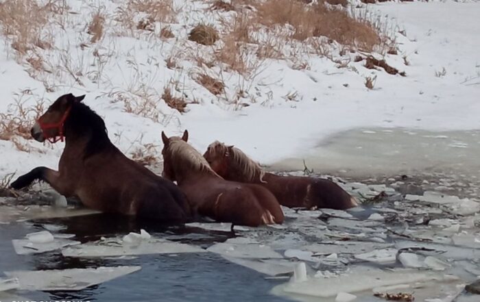 konie, ANR, Janów Podlaski, aukcja, Waldemar Humięcki, Pride of Poland