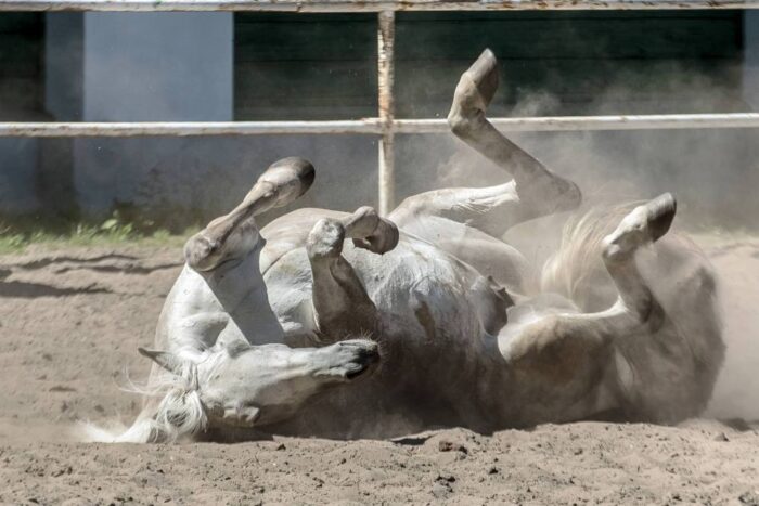 hodowla koni, Polski Związek Hodowców Koni