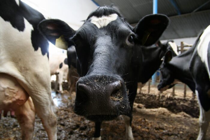 krowy, tuczniki, wsparcie, Prawo i Sprawiedliwość