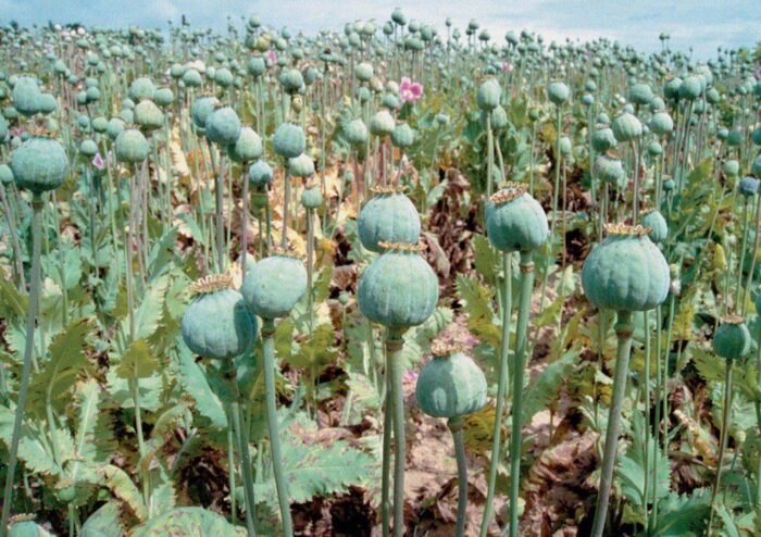 mak, produkcja maku, uprawa maku