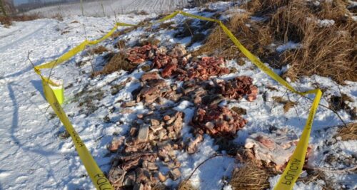 eksport produktów rolno-spożywczych, unia europejska, handel mięsem