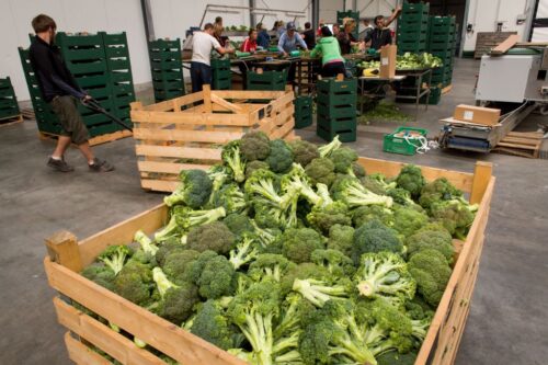 przetwórcy produktów rolnych, przetwórstwo, produkty rolne, arimr, wsparcie dla rolnictwa