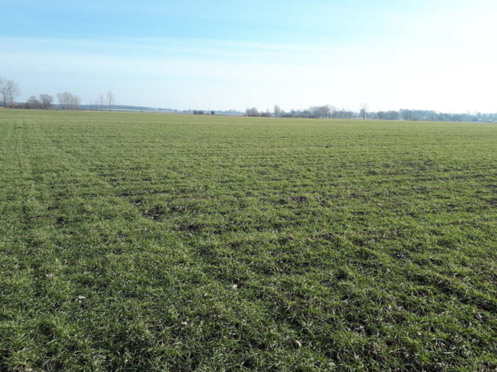 pszenica ozima, rośliny, Sahryń