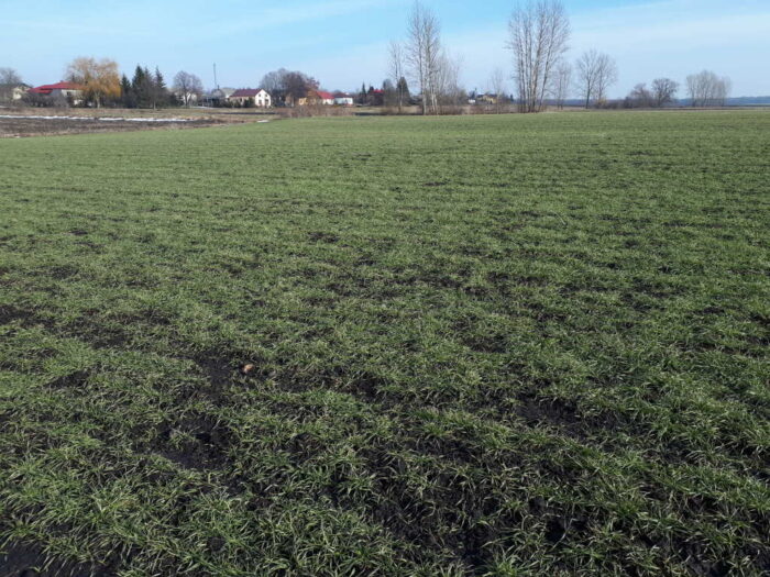 odchwaszczanie pszenicy ozimej wiosną, odchwaszczanie pszenicy, warianty odchwaszczania pszenicy wiosną