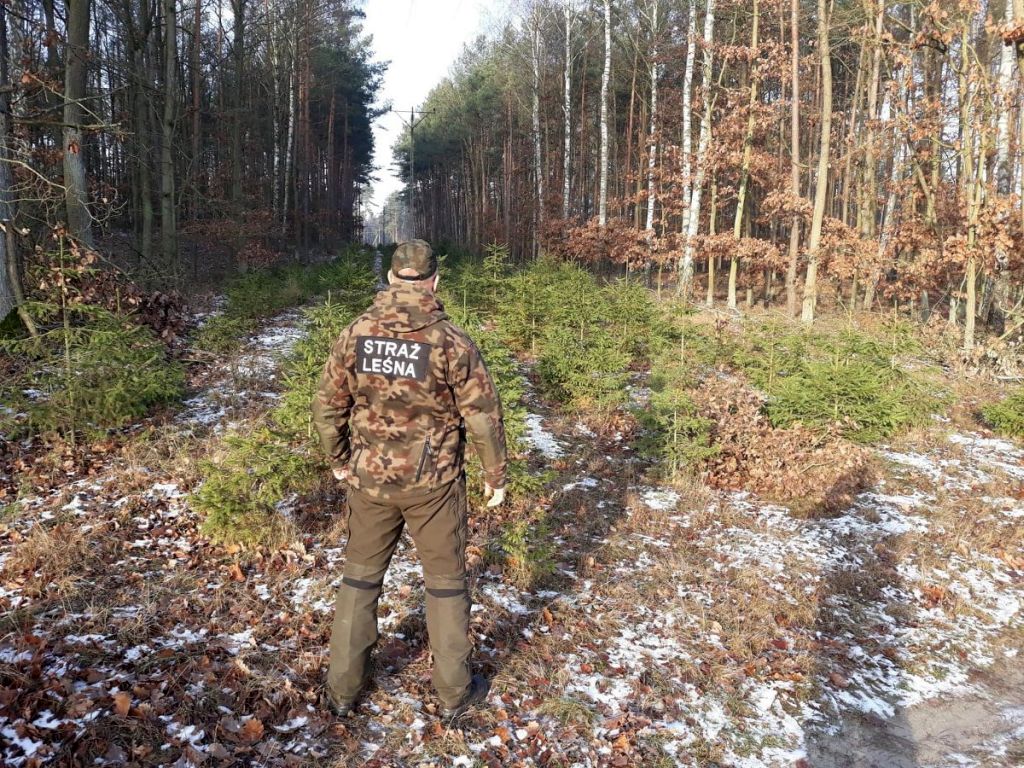 lasy państwowe, kłusownictwo, kradzieże drewna, śmieci w lasach, nielegalny połów ryb