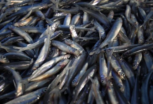 stynka, stynki, ryby, mazury