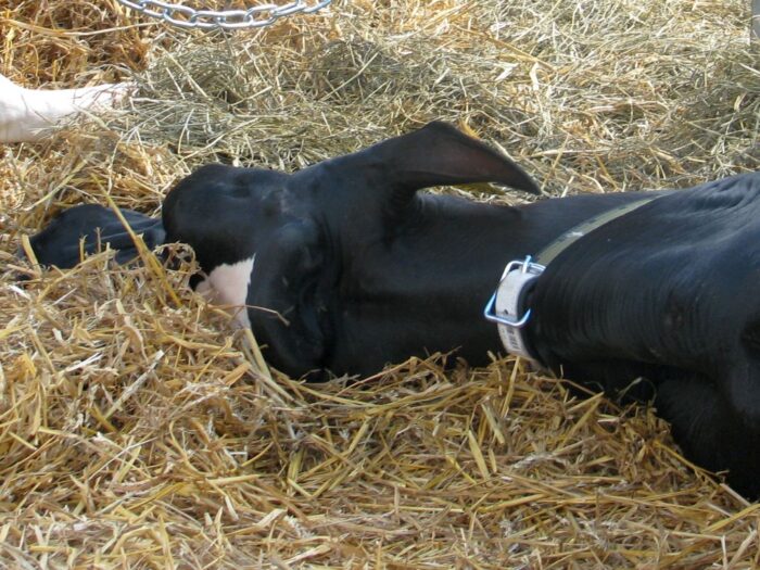 ubój z konieczności, ubój zwierzat, zwierzęta kopytne, ministerstwo rolnictwa, lekarze weterynarii