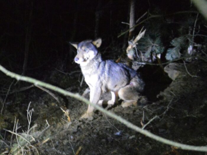 wielkopolska izba rolnicza, populacja wilków, wilk,Piotr Walkowski