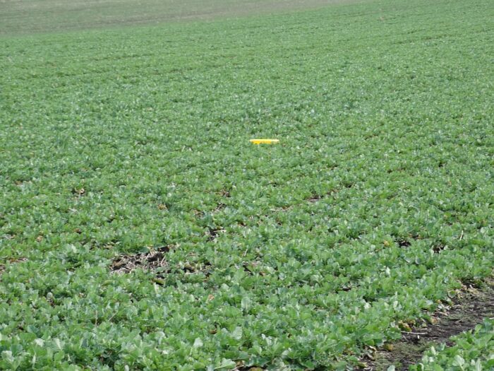 rzepak ozimy, żółta tablica, pole