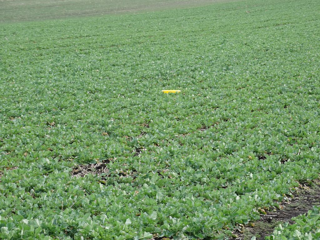 rzepak ozimy, żółta tablica, pole